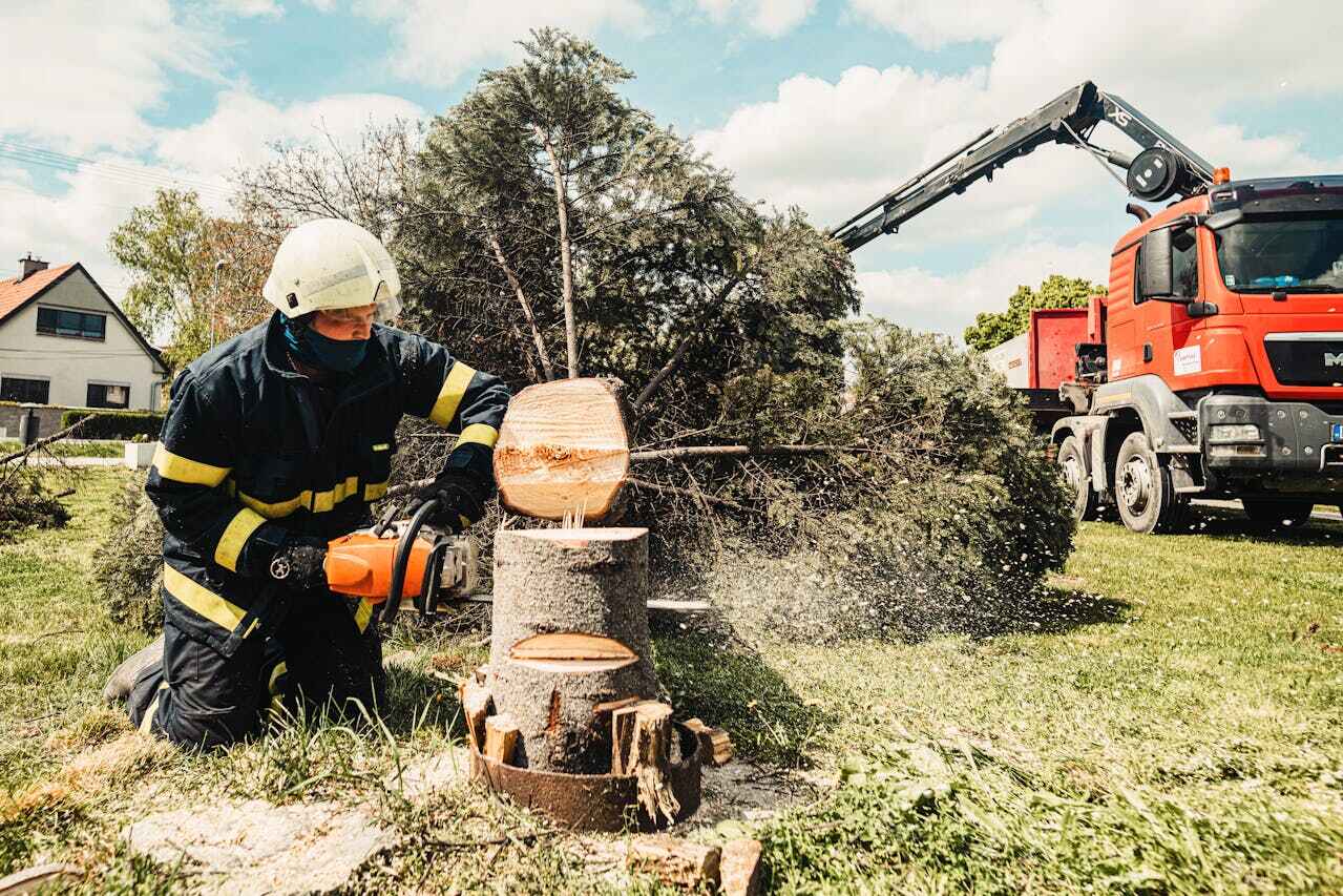 Tree Branch Trimming